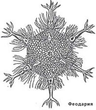 Феодария (Circjgjnia icosahtdra)